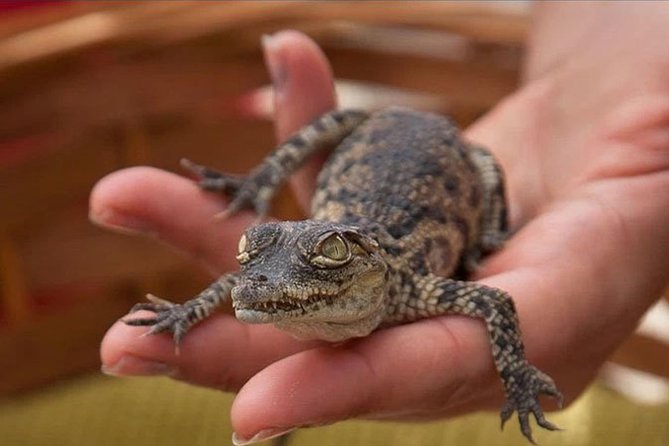 Cocodrilo Park Zoo Admission Ticket in Agüimes - Interactive Animal Care and Feeding