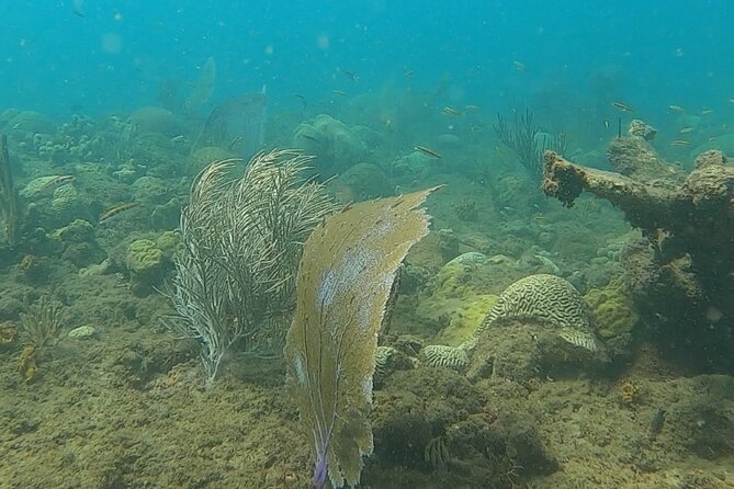 Coral Reef Snorkel Adventure With Photos and Videos - Certified Guide Expertise