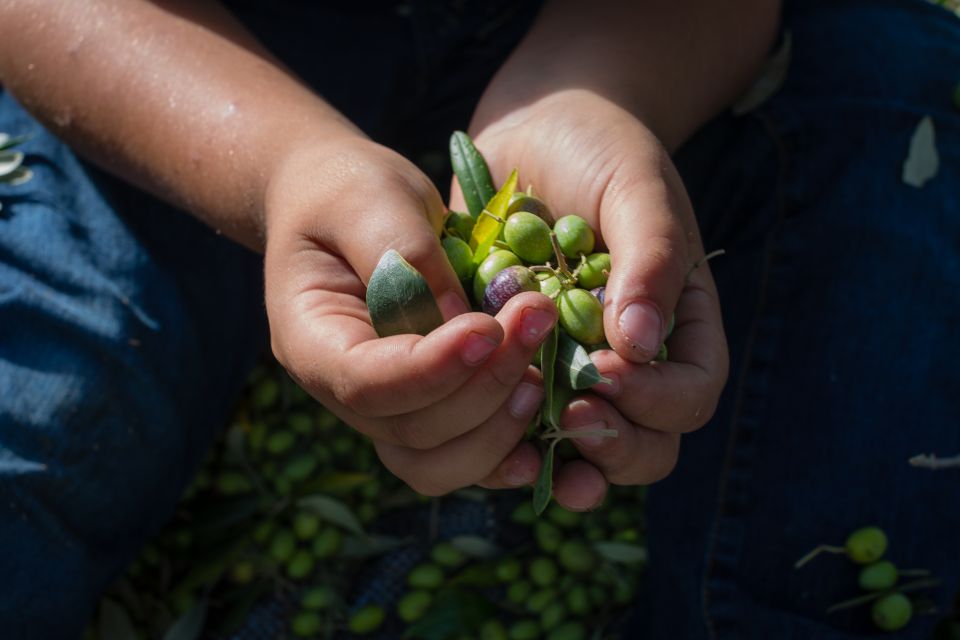 Corfu: Organic Olive Oil Farm Tour With Transfer and Tasting - Experience Highlights