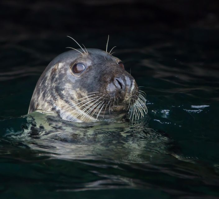 Cornwall: Guided Seal and Puffins Safari by Boat - Capture Dramatic Coastline Photos