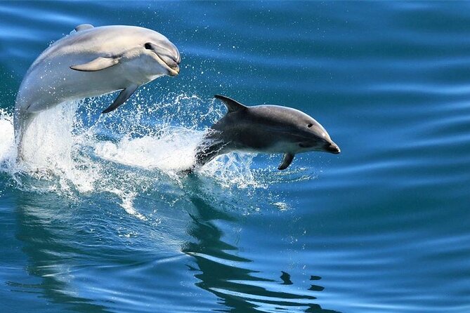 Cruise and Snorkeling With Dolphins Including Lunch From Hurghada - Accessibility Information