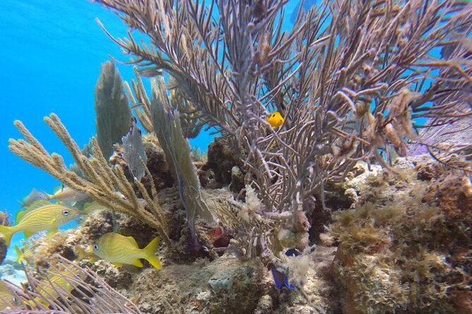 Culebra Beach Day Tour With Snorkeling From San Juan by Ferry - Ferry Transportation Details