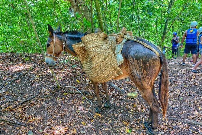 Damajagua the 7 Waterfalls Excursion - Amber Cove & Taino Bay - Pickup Locations