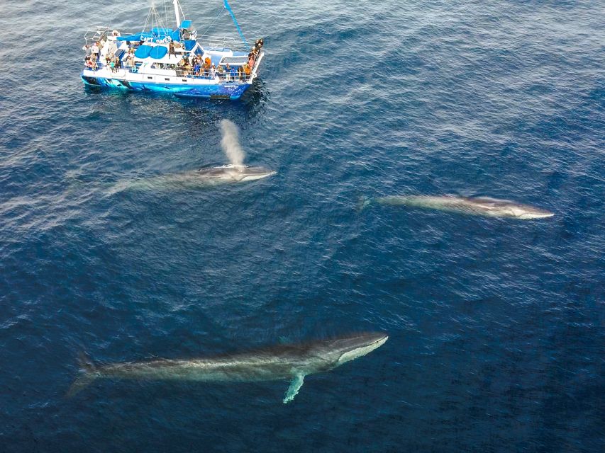 Dana Point Dolphin & Whale Watching With Underwater Viewing - Unique Features