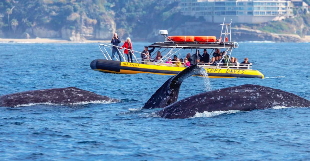 Dana Point Fast & Fun Zodiac-Style Dolphin & Whale Watching - Eco-Friendly Aspects