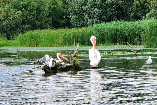 Danube Delta - Private Day-Trip - Bird Watching - Confirmation and Accessibility