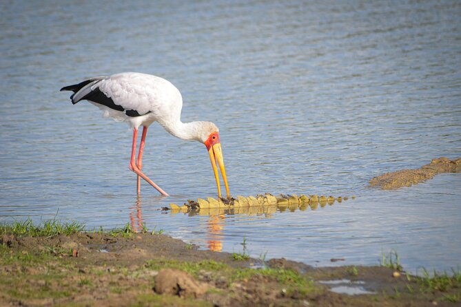 Day Safari Tour Selous Game Reserve - Tour Logistics