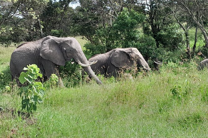 Day Tour To Amboseli National Park From Nairobi - Accessibility