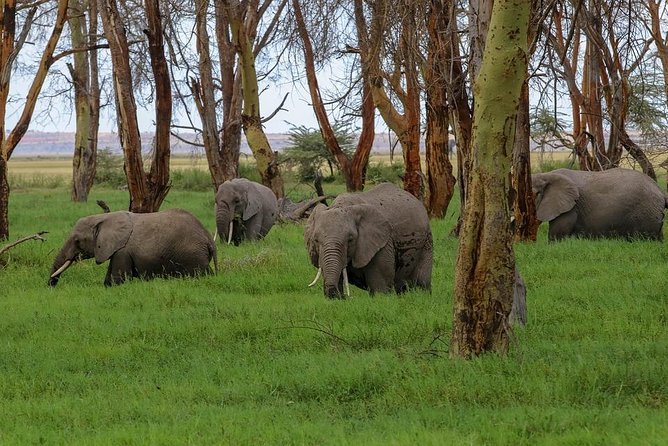 Day Tour To Amboseli National Park - Pickup and Start Time