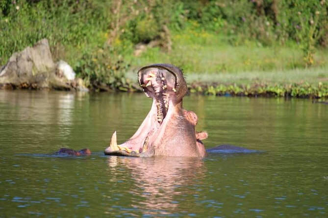 Day Tour To Hells Gate National Park and Optional Boat Ride on Lake Naivasha. - Optional Lake Naivasha Boat Ride