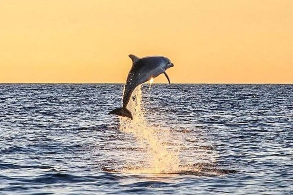 Destin: Dolphin Watch Cruise - Tour Details