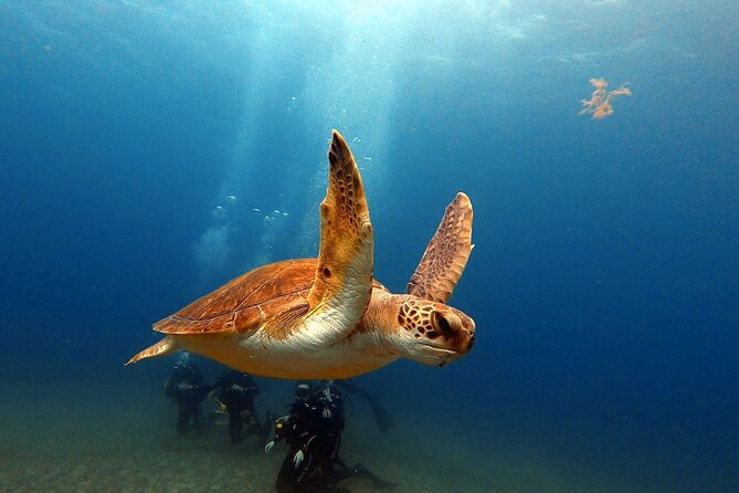 Discover PADI Scuba Diving in the Area of Tortugas in Playa De Abades - Experienced Diving Instructor Guidance