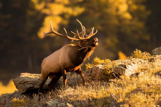 Discover Rocky Mountain National Park - Picnic Lunch Included - Booking and Cancellation Policies