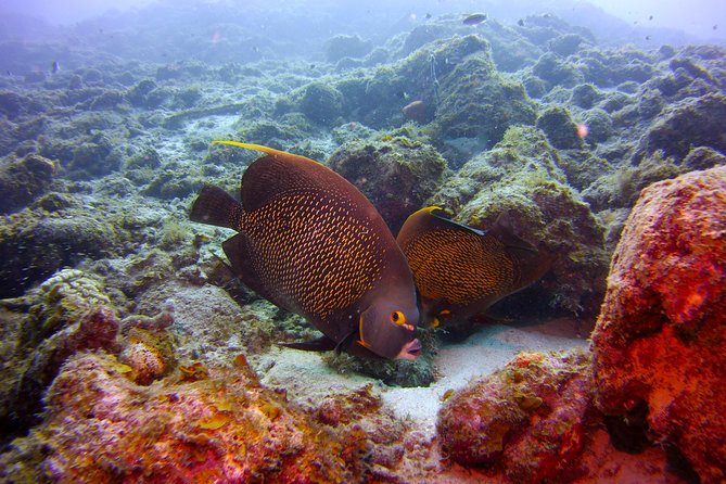 Discover Scuba Diving in Curacao - Personalized Dive Experience