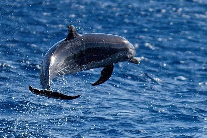 Discovery of Dolphins on the Caribbean Coast - Creole Culinary Delights