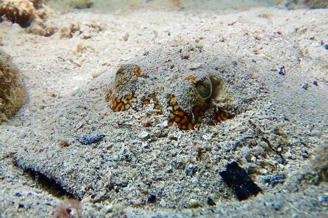 Diving for Certified Divers, 2 Tanks Sosua Bay - Underwater Photography and Videography