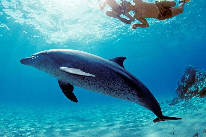 Dolphin House Sea Trip - Hurghada - Accessibility and Transportation