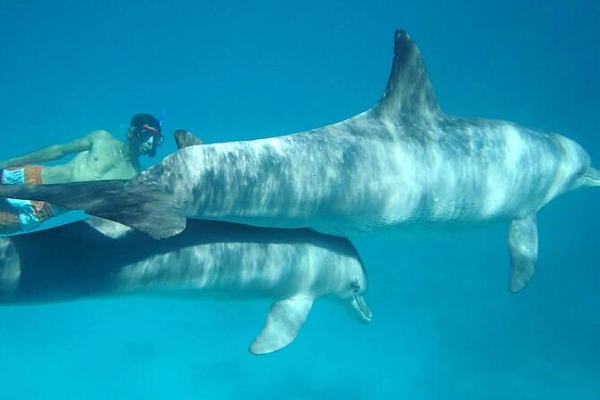 Dolphin House - Sightseeing Boat Experience