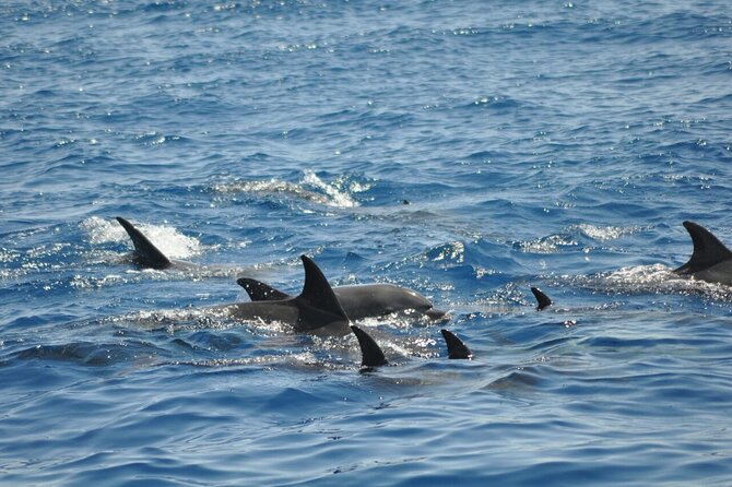 Dolphin Tour Banana Boat From Soma /Sahl Hasheesh/Makadi/Safaga - Tour Group Size and Operator