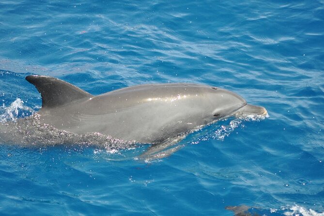 Dolphin Tour & Banana Boat Fun With Snorkeling From Hurghada - Pickup and Dropoff