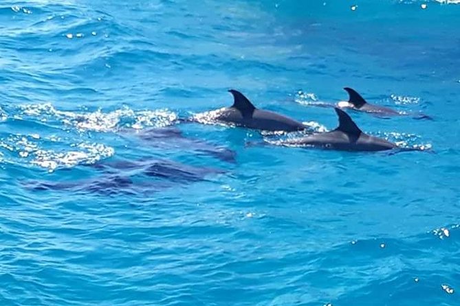 Dolphin Tour in Hurghada - Group Size