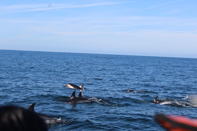 Dolphin Watching From Faro - Accessibility and Restrictions