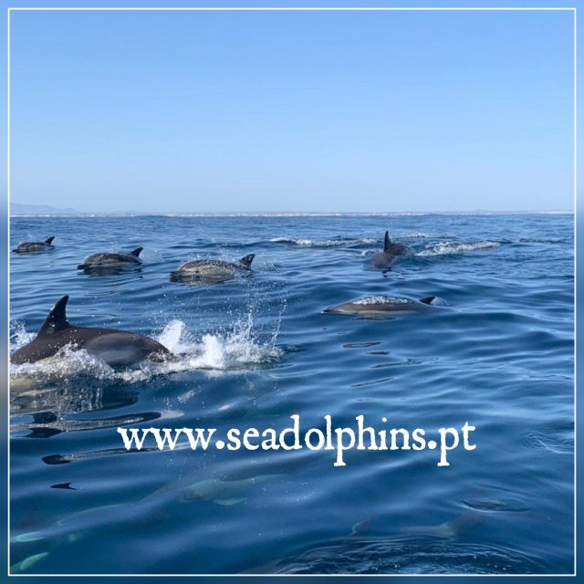 Dolphins Watching - Portimão - Inclusions and Exclusions