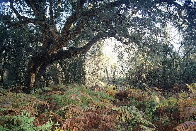 Doñana National Park in 4x4 and El Rocío - Booking Details