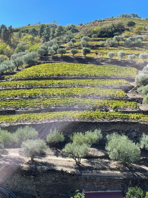 DOURO: FULL DAY DOURO VINEYARD TOUR MERCEDES V EXTENDED LENGTH - Traditional Douro Region Cuisine