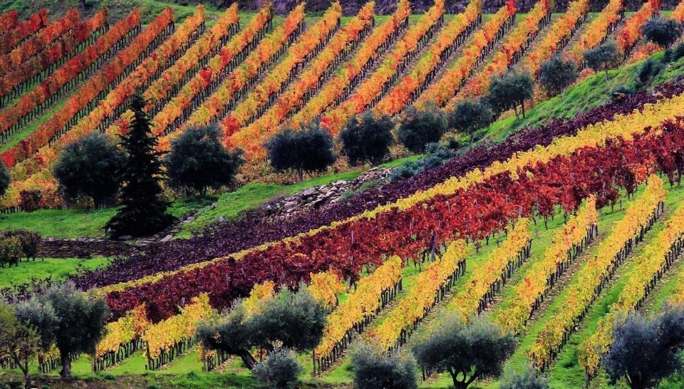 Douro Valley Full-Day Tour With Wine Tasting & Lunch - Transportation and Amenities