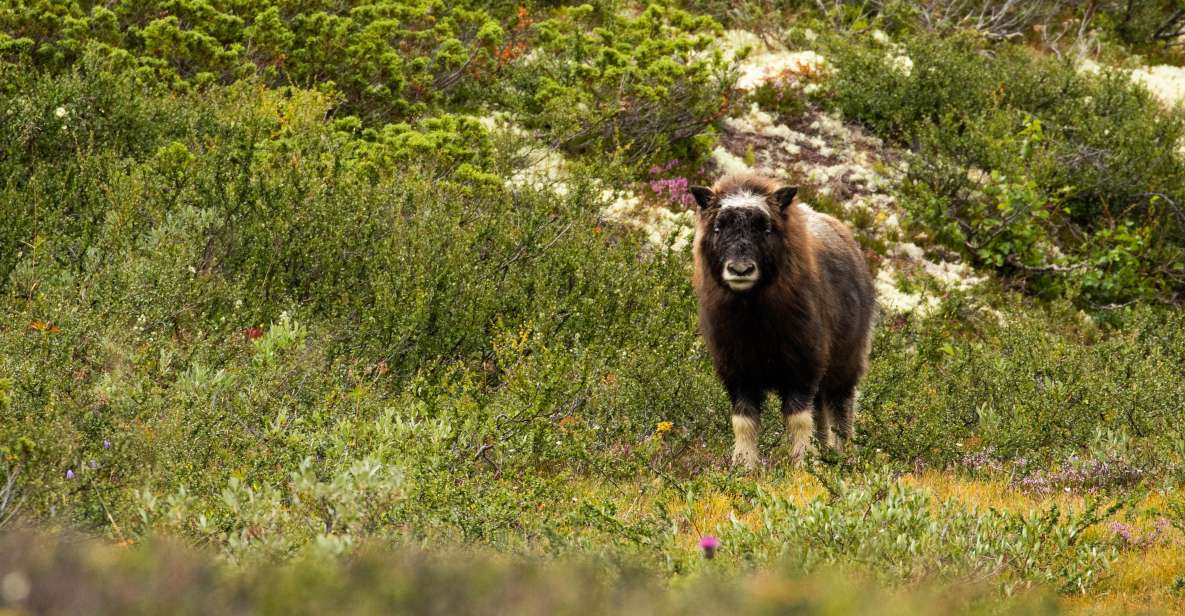 Dovrefjell National Park: Hiking Tour and Musk Ox Safari - Musk Ox Behavior and History