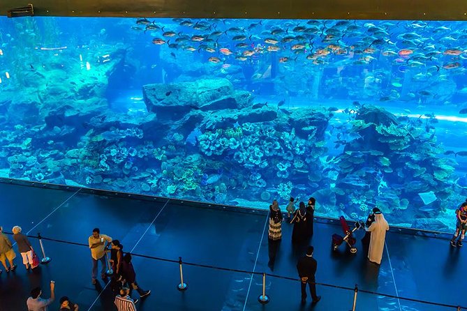 Dubai Mall Aquarium & Underwater Zoo - Penguin Cove and Tour