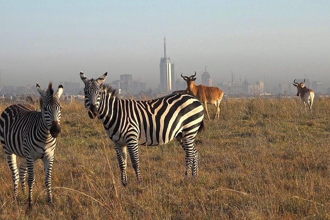 Early Morning Half Day Mini Safari To Nairobi National Park - Optional Additions