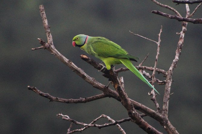 Ebony Forest Reserve Chamarel: Endemic Birdwatching Guided Tour - Wildlife Viewing Opportunities