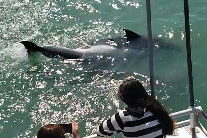 Eco and Dolphin Watch Tour of South Padre Island - Meeting and Pickup