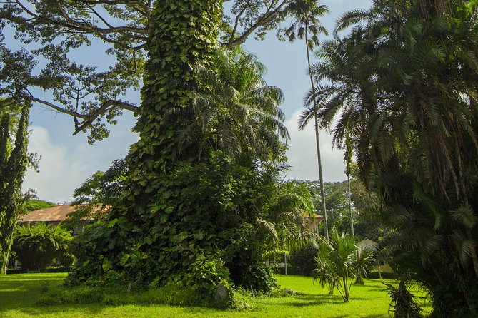 Escape Accra City to Aburi Gardens and Tetteh Quarshie Cocoa Farms - Serenity of Cocoa Tree Farms