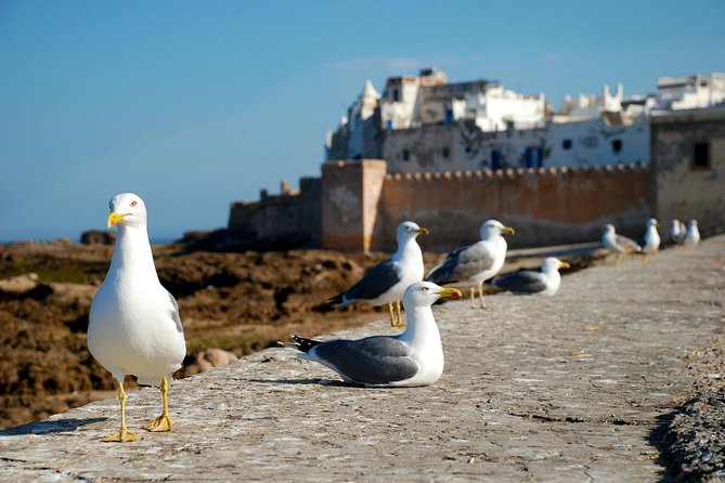 Essaouira Day Trip From Marrakech Including Surf Training - 3-Course Lunch