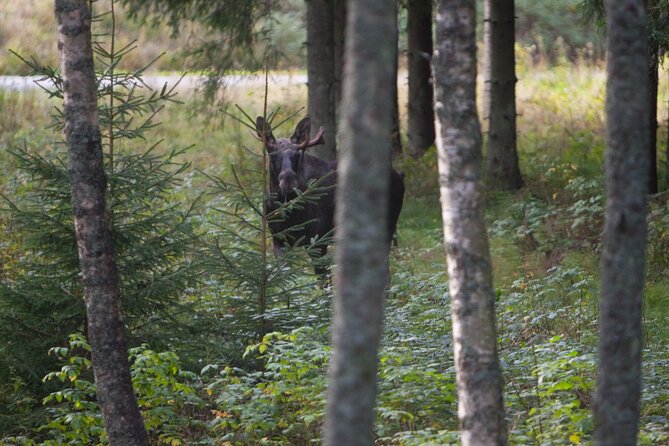 Evening Wildlife Safari Stockholm - Meeting and Pickup