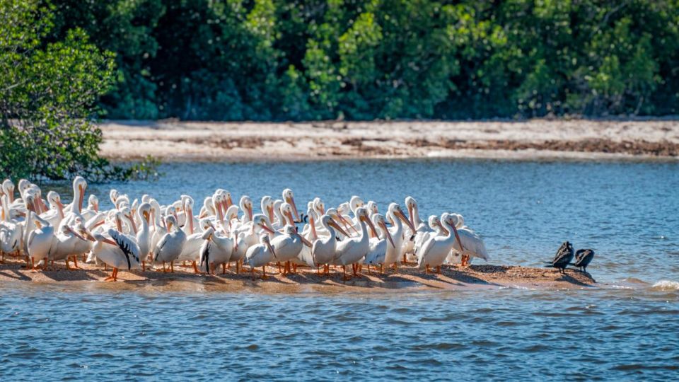 Everglades National Park: Pontoon Boat Tour & Boardwalk - Boat Tour Experience