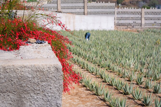 Excursion Visiting Wineries in Tenerife With Lunch - Meeting and Pickup Details