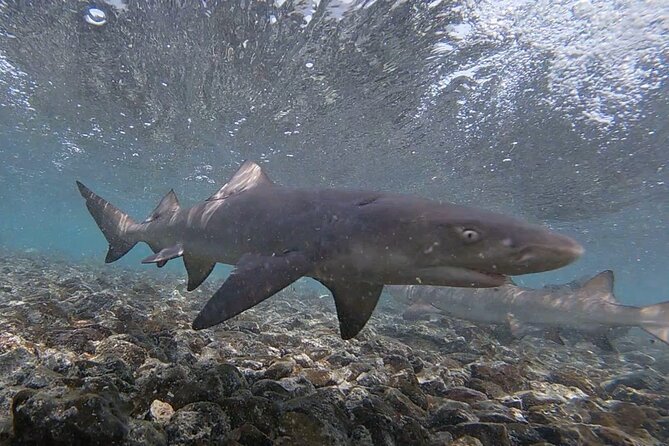 Experience on Sal Island With Native and Certified Guide (Including Sharks) - Swimming in Natural Pool