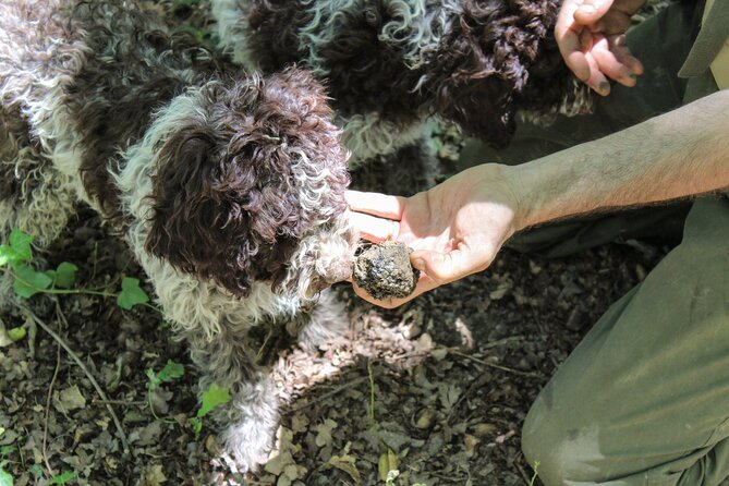 Experience Tuscan Truffle Hunting With Wine and Lunch - Inclusions