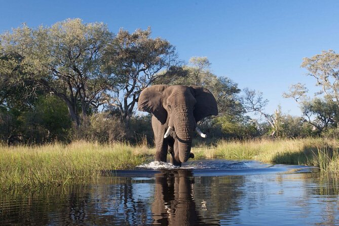 Explore Chobe National Park With a Day Trip From Victoria Falls - Accessibility and Requirements