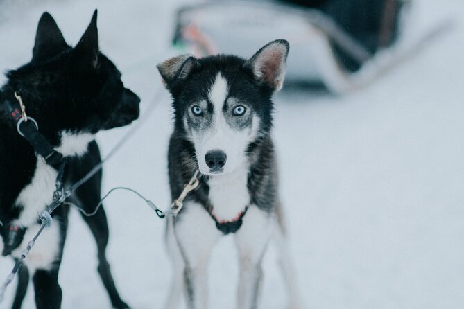 Family Day: Reindeer, Husky and Snowmobiling in Levi - Participant Information and Restrictions