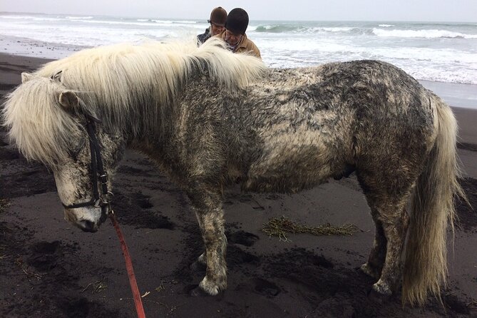 Family Horse Riding Tour in Thorlakshofn - Health and Safety Guidelines