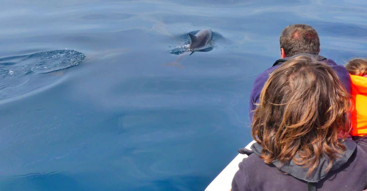 Faro: Dolphin and Wildlife Watching in the Atlantic Ocean - Inclusions and Exclusions