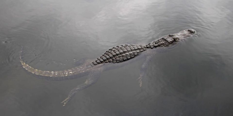 Fort Lauderdale: Everglades Express Tour With Airboat Ride - Everglades National Park Airboat Ride