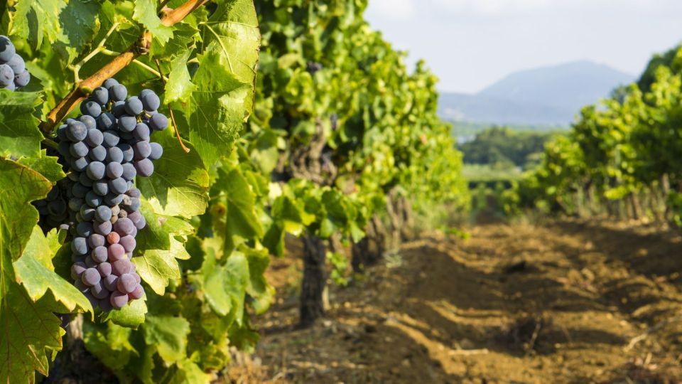 From Aix-En-Provence: Châteauneuf Du Pape Wineries Day Trip - Discover Chateauneuf-du-Pape Vineyards