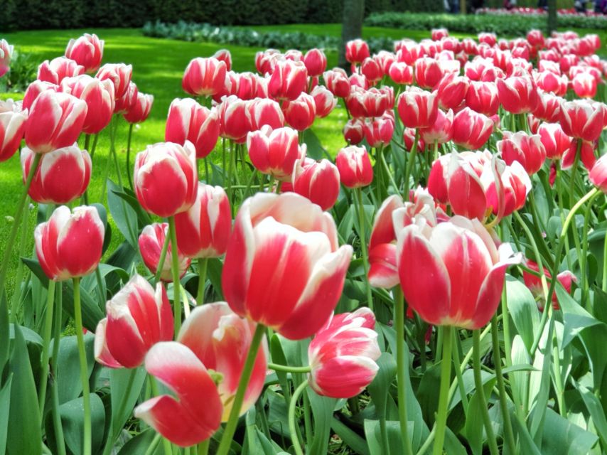 From Amsterdam: Tulip Tour Keukenhof & City Tour Delft - Transportation and Experience