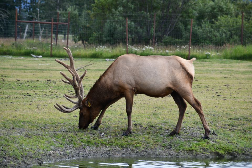 From Anchorage: Valley of Glaciers & Wildlife Center Tour - Exploring Beluga Point and Bird Point